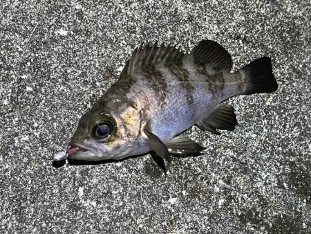 アミパターンメバルを最強アイテムで釣る！