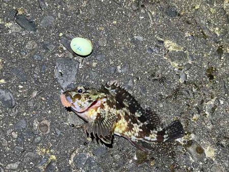 アミパターンメバルをプラッキングで攻略