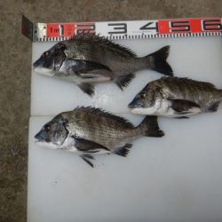 のとじま臨海公園海づりセンター 釣果