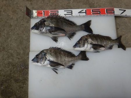 のとじま臨海公園海づりセンター 釣果