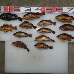 のとじま臨海公園海づりセンター 釣果