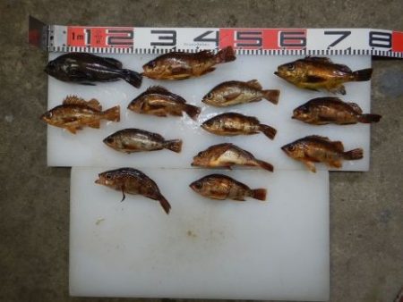 のとじま臨海公園海づりセンター 釣果