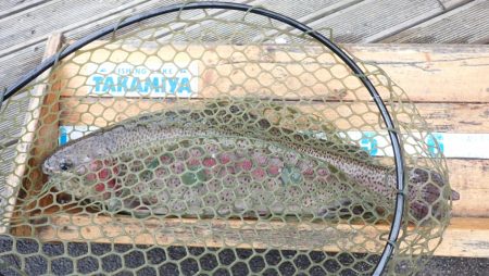 フィッシングレイクたかみや 釣果