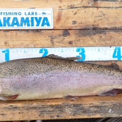 フィッシングレイクたかみや 釣果