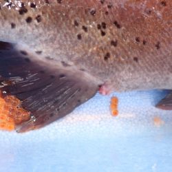 フィッシングレイクたかみや 釣果