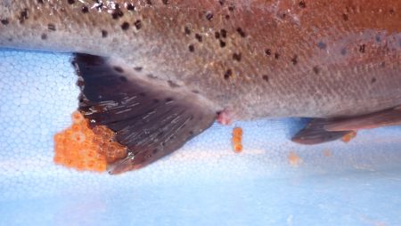 フィッシングレイクたかみや 釣果