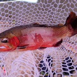 フィッシングレイクたかみや 釣果