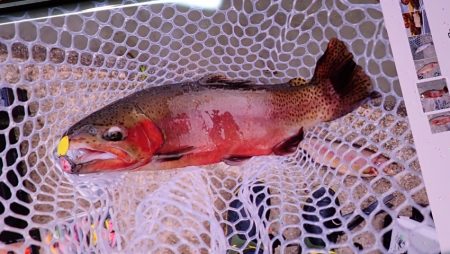 フィッシングレイクたかみや 釣果