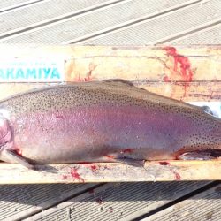 フィッシングレイクたかみや 釣果