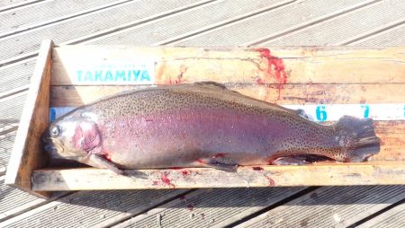 フィッシングレイクたかみや 釣果