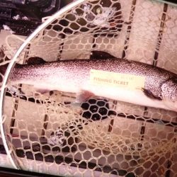 フィッシングレイクたかみや 釣果