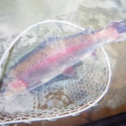 フィッシングレイクたかみや 釣果