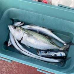 本部釣りイカダ 釣果