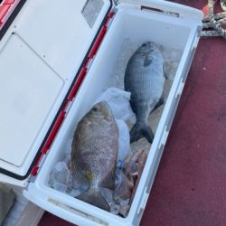 本部釣りイカダ 釣果