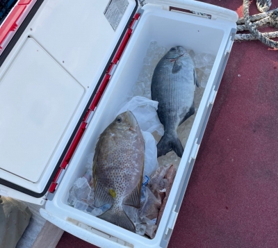 本部釣りイカダ 釣果