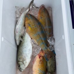 本部釣りイカダ 釣果