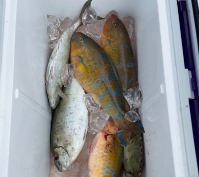 本部釣りイカダ 釣果