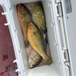 本部釣りイカダ 釣果