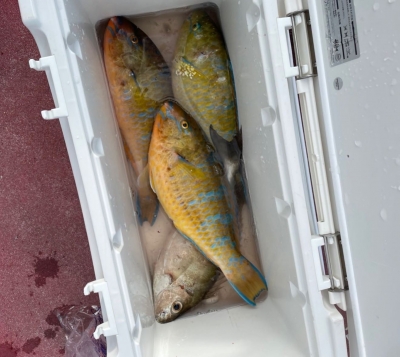 本部釣りイカダ 釣果