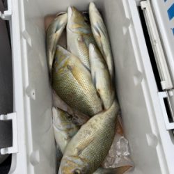 本部釣りイカダ 釣果