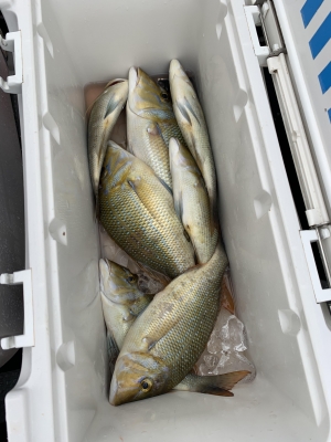 本部釣りイカダ 釣果