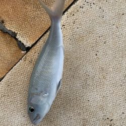 本部釣りイカダ 釣果