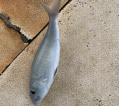 本部釣りイカダ 釣果