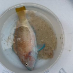 本部釣りイカダ 釣果