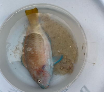 本部釣りイカダ 釣果