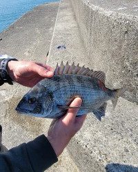 和歌山マリーナシティ釣り公園 釣果