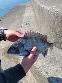 和歌山マリーナシティ釣り公園 釣果