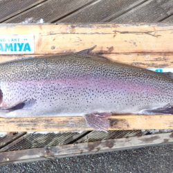 フィッシングレイクたかみや 釣果