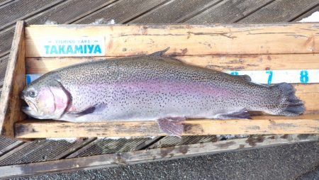 フィッシングレイクたかみや 釣果