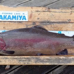 フィッシングレイクたかみや 釣果