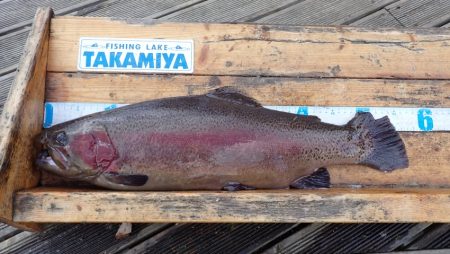 フィッシングレイクたかみや 釣果