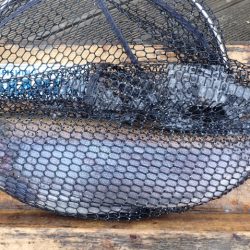 フィッシングレイクたかみや 釣果