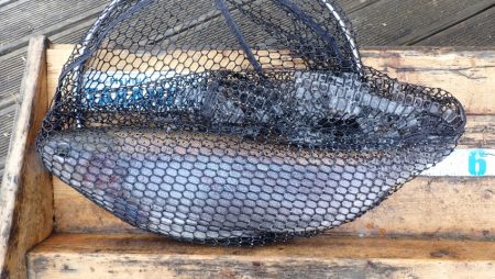 フィッシングレイクたかみや 釣果