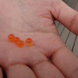 フィッシングレイクたかみや 釣果