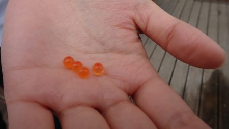 フィッシングレイクたかみや 釣果