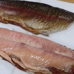 フィッシングレイクたかみや 釣果