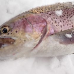 フィッシングレイクたかみや 釣果