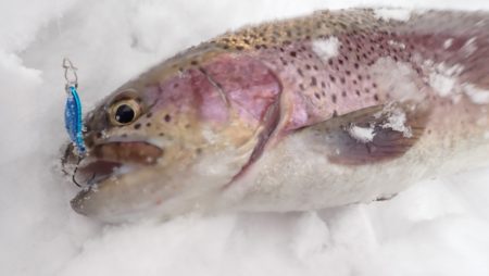フィッシングレイクたかみや 釣果