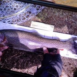 フィッシングレイクたかみや 釣果