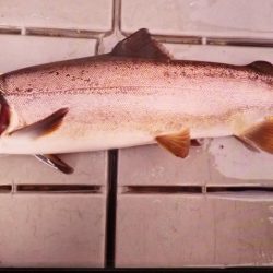 フィッシングレイクたかみや 釣果