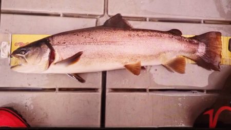 フィッシングレイクたかみや 釣果