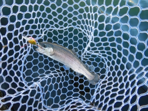 朝霞ガーデン 釣果