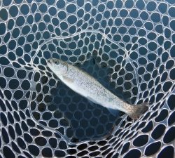 朝霞ガーデン 釣果