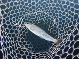 朝霞ガーデン 釣果