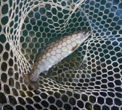 朝霞ガーデン 釣果