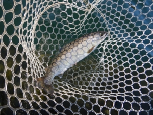 朝霞ガーデン 釣果